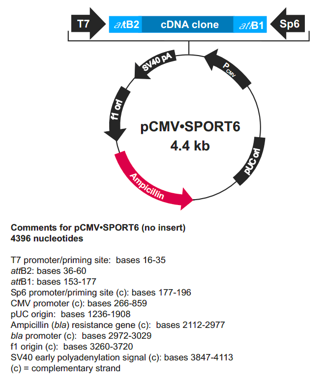 pCMV-SPORT6载体图谱